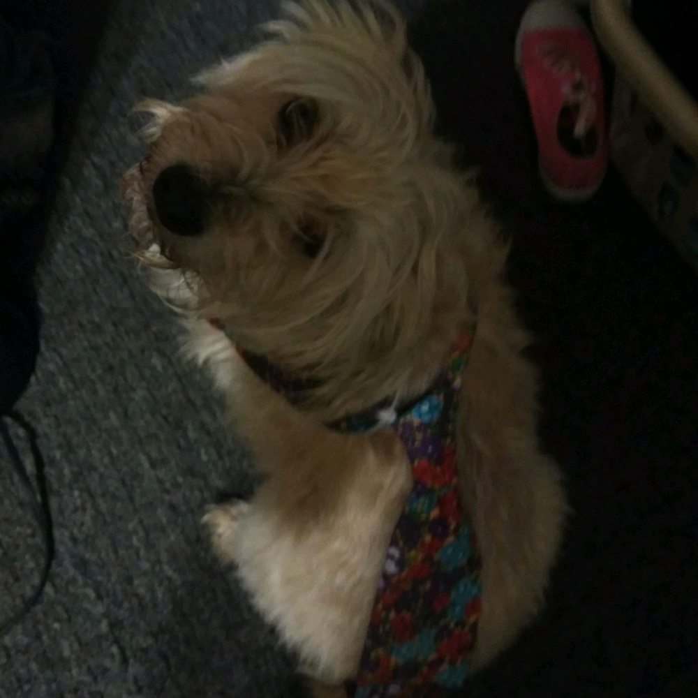 Meet your Posher, Cali